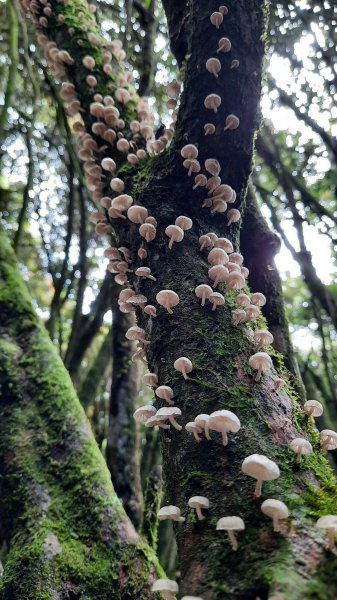 《台中》魔幻森林｜橫嶺山沙蓮山O型202104301367176