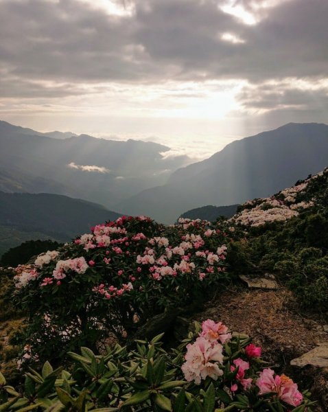 賞心悅目～賞高山玉山杜鵑1374465