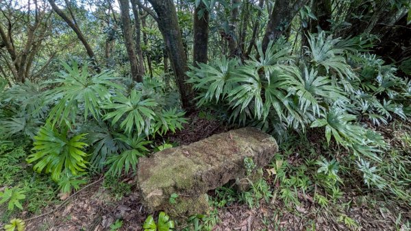 114.06.28內平林山-番子坑山-平湖森林遊樂區之O型2824254
