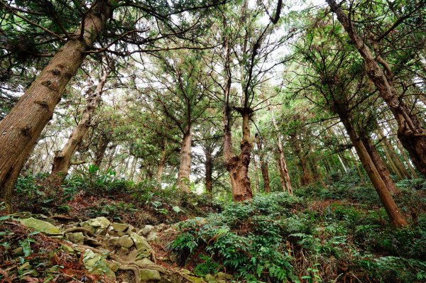 臺中 和平 大崠山、長壽山、醜崠山3028317
