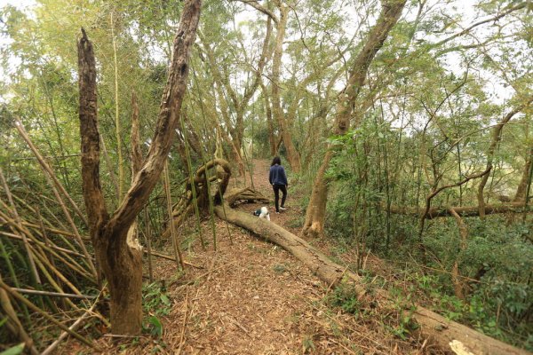 七塊山 トワコム山 遛狗路線2023236