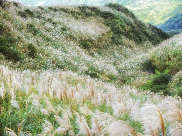 步道小旅行-賞芒聖地五分山3879