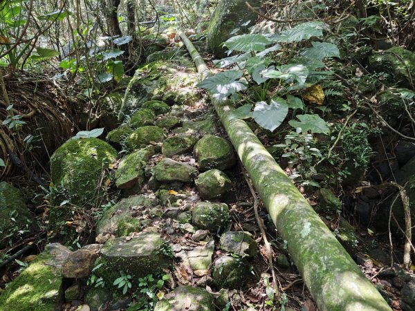 [淡蘭古道] 2026_0502 北路第二段_雞母嶺古道3047935