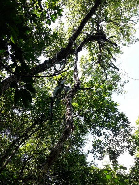 彰化芬園挑水古道碧山古道20190630620230