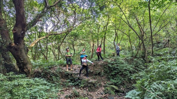 東勢大崙、東勢坑山、觀音湖山O走2986328