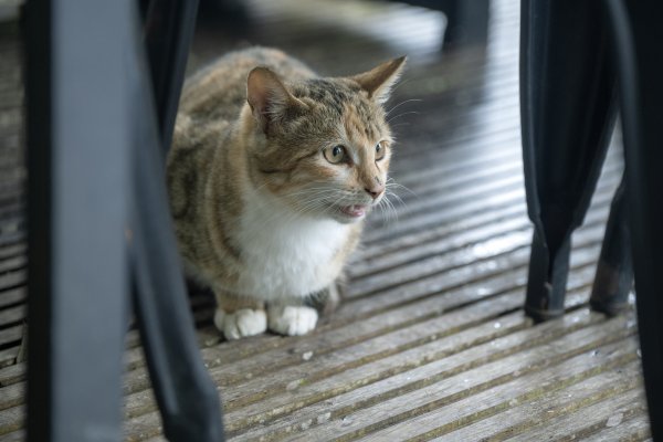 東眼山雨中尋幽2975356