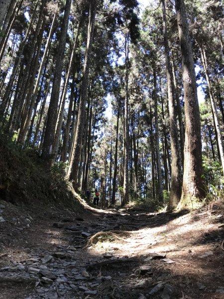 110年5月16日高雄   藤枝國家森林遊樂區1456936