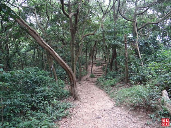 【桃園】楊梅福人步道至陽森山莊