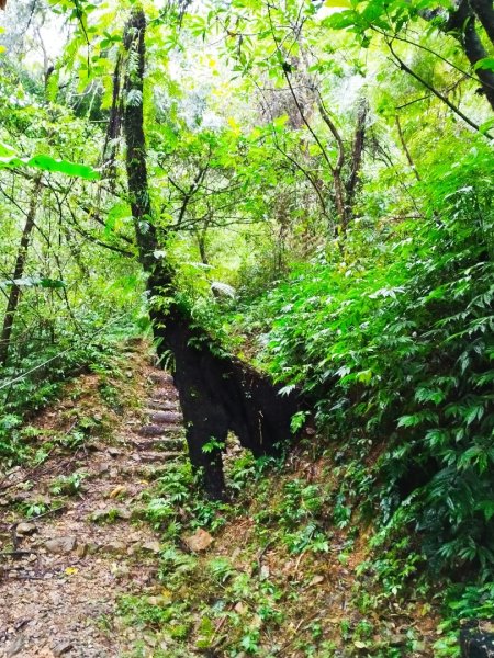 宜蘭員山鄉冷埤步道2650140