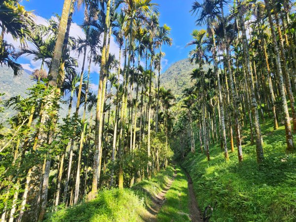 20250216水社大山潭南線2746143