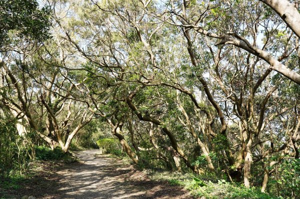 新北 八里 觀音山、牛港稜山2681372