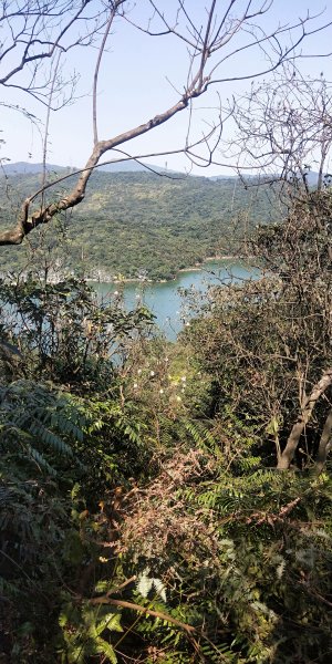 基隆國家新城樂利山，國寶鐘萼木開花惹1281541