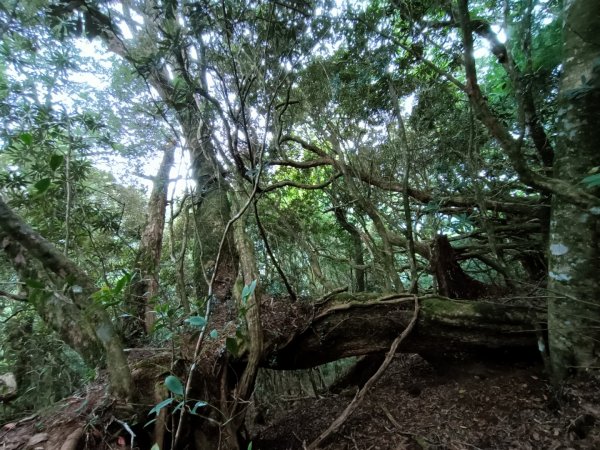 低陸山-嘎拉賀神木1765100