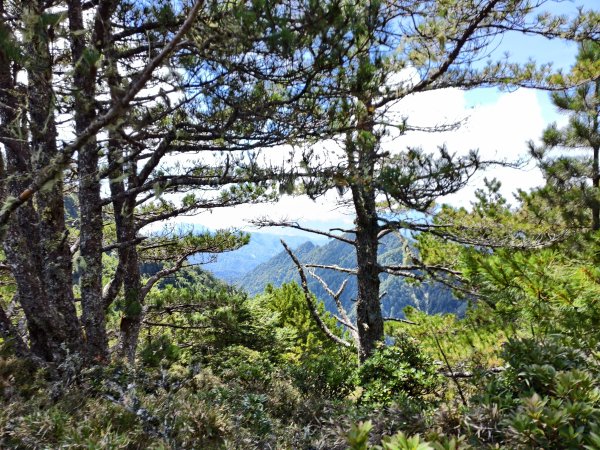 北一段(10/14)馬比杉山 2025_0906~132887127