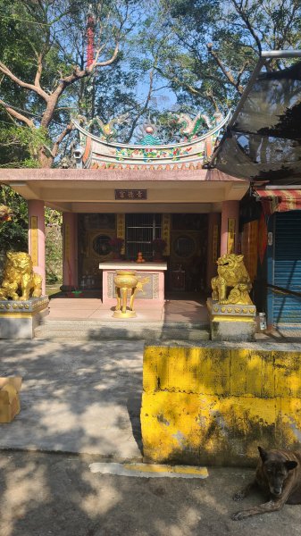 2025-0204 鶯歌_大凍山_三角埔頂山_迴龍2707927