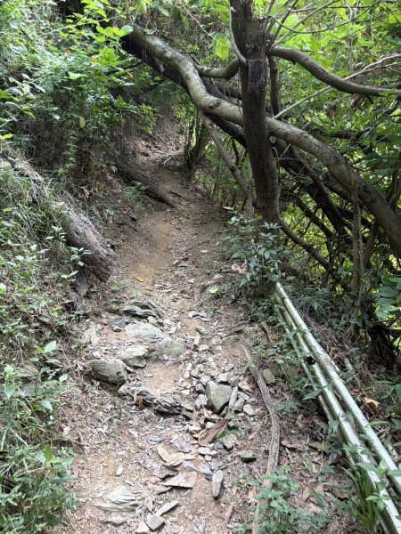 20251109棚集山步道2935246