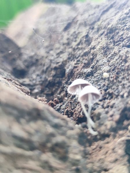 後花園散散步2855169