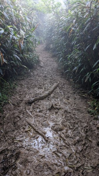 抹茶山 三角崙山2092467