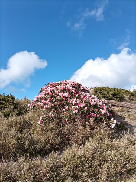 合歡北峰賞杜鵑1703682