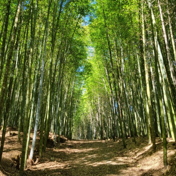 溪頭鳳凰山隆田線（小百岳）2350873