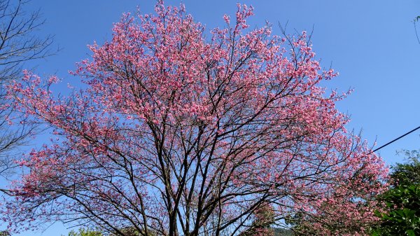 春天的顏色1279645