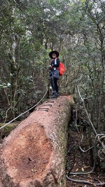 塔曼山越嶺達觀山連走拉拉山巨木群 - 神木巨木之旅1363252