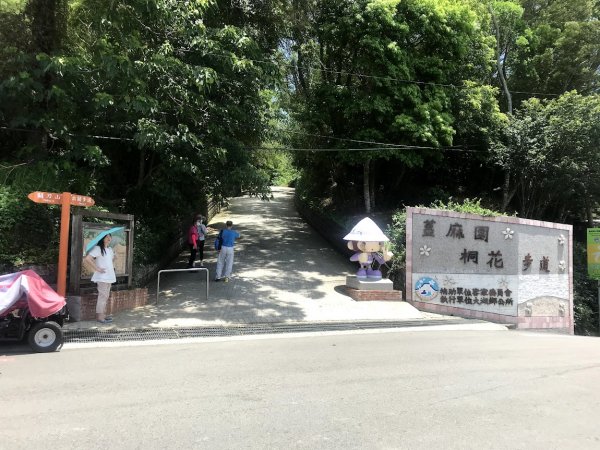 薑麻園桐花步道202006271965411