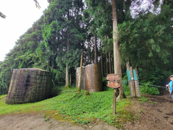 鵝公髻山採桃趣-202505302865285