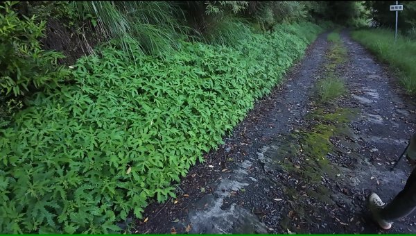 大霸群峰:大霸尖山、小霸尖山、伊澤山、加利山、耶巴奧山2849572