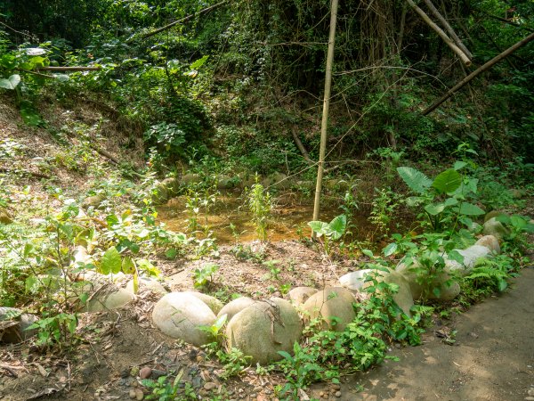 石牌坑親水步道、密毛魔芋、四面佛寺2147358