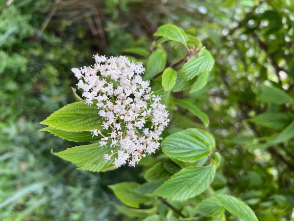 4/12台北大縱走第二段小油坑到二子坪2763660