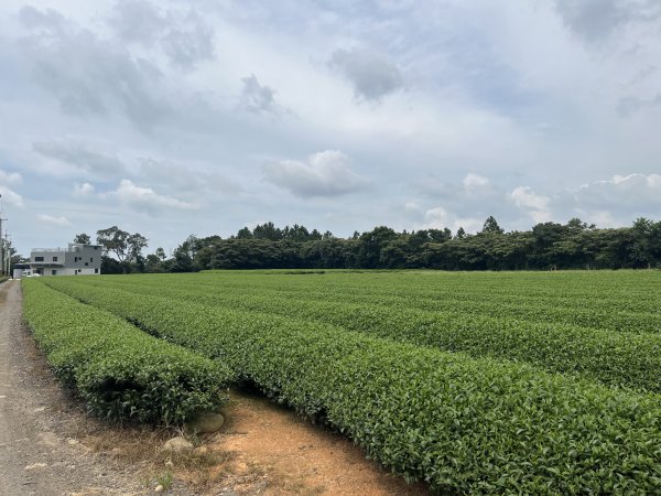 [皮皮獅探險隊-05/10] 2025_0706 石光古道2831849