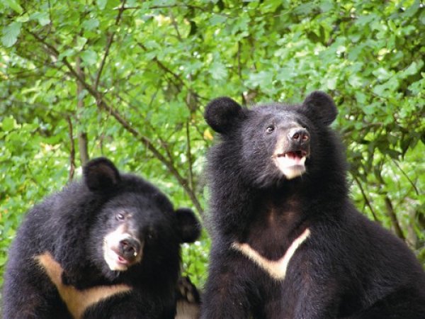 【保育】山林的靈魂：台灣黑熊