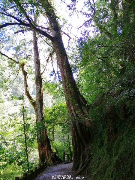 【桃園。復興】有氧森呼吸。 山迢路遠超美的拉拉山神木群步道1501133