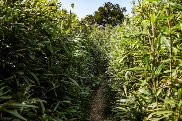 五分山｜小百岳2915457