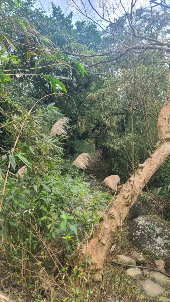 2025-01232淡蘭古道北二段(燦光寮古道到澳底)2696683