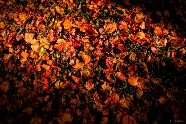 [冬訪大霸聖山岳參行]-大鹿林道東線榆金楓紅與九九山莊精選輯2974709