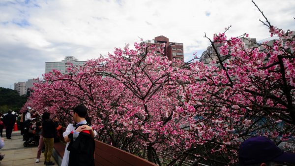 樂活公園櫻花2016488