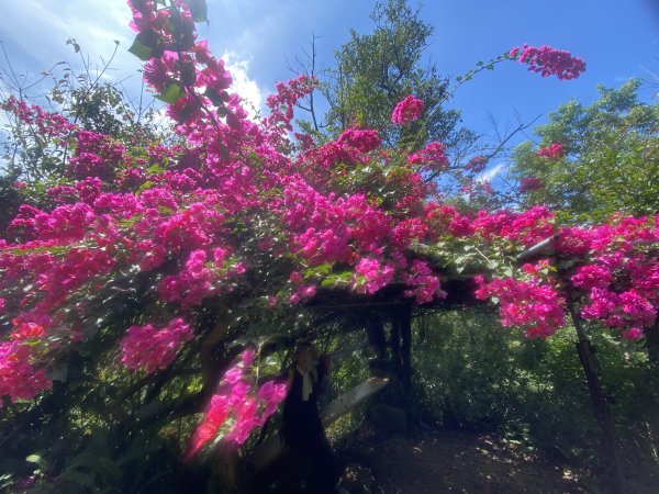 2025微笑山線大縱走尋寶集章任務-Ep.03【鳶山山系】鳶山彩壁段2893703