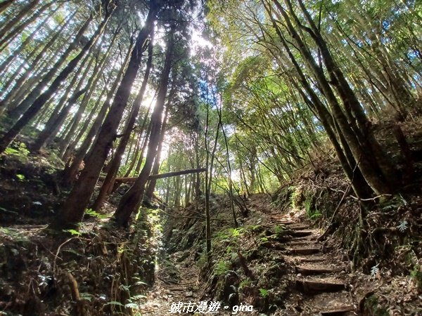 台中和平/2022谷關七雄慢旅台中登山活動認證。 針葉林道踩踏像地毯~馬崙山步道【谷關七雄】我完登了1939994