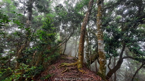 《台中》優美稜線｜橫嶺山自然步道（大雪山社區南登山口）202505312800228