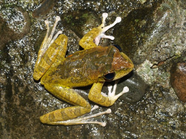 【新聞】太平山國家森林志工調查兩棲類動物 協助建立宜蘭高山生態資訊