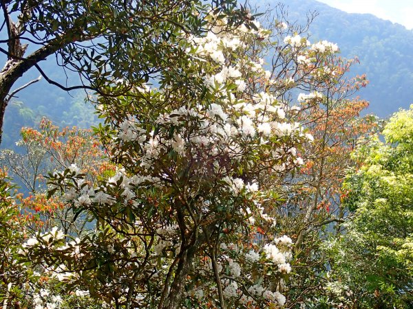 橫嶺山連走鳶嘴山2019/4/30575792