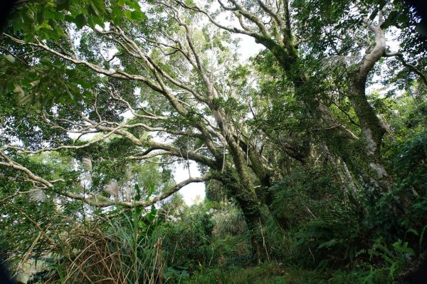桃園 復興 牌子山、金平山2952212