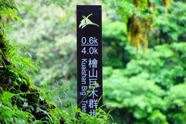 會呼吸的觀霧檜山巨木群步道977586