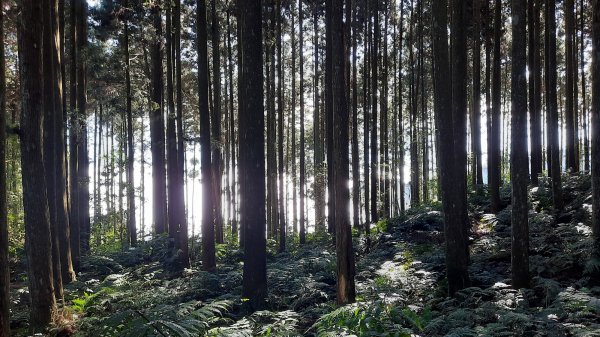 《新竹》幸福雲海｜鵝公髻山步道X山上人家202211051900107