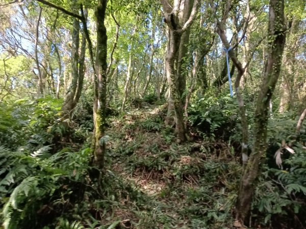雙溪區坪溪古道-蛇仔崙-鶯子嶺-太和山-蛇子頭觀景台-梗枋越嶺古道鞍部-坪溪古道O型3029753