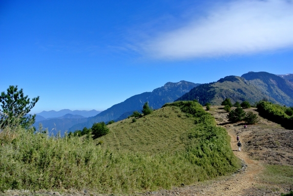 鹿林山+麟趾山步道