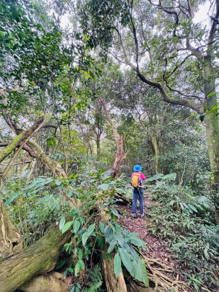 紫微聖母環山步道走六寮崙山與西南峰2989134