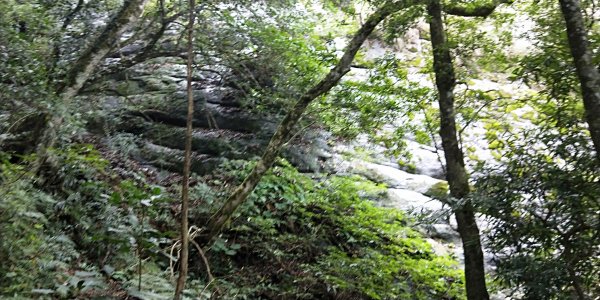 內鳥嘴山，北得拉曼神木群步道，瀑布初體驗1062622